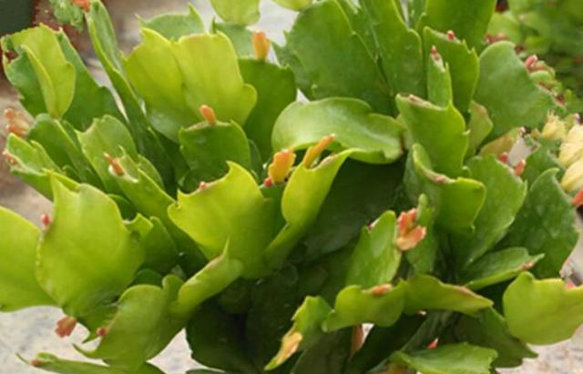 蟹爪兰一直不长花苞？用上“3个狠招”，花苞乖乖吐出来！休闲区蓝鸢梦想 - Www.slyday.coM