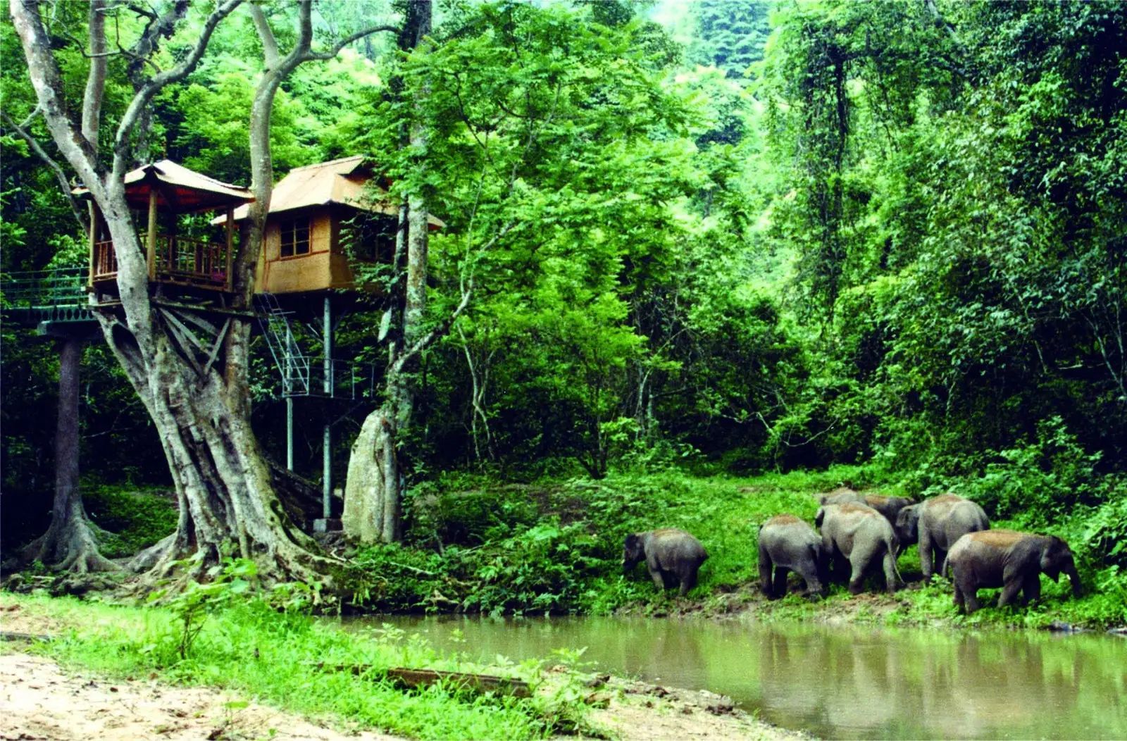 自然合伙人 | 共栖雨林二十载，大象与我 | 绿色和平 | 行动带来改变