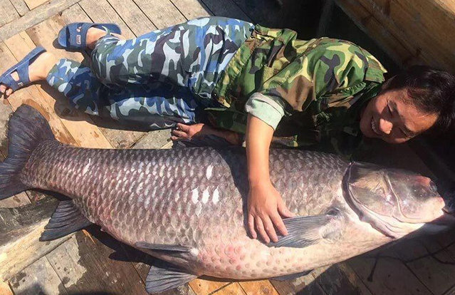 男子在池塘捞到上百公斤的大鱼王,接下来的一幕我们都不想看到!