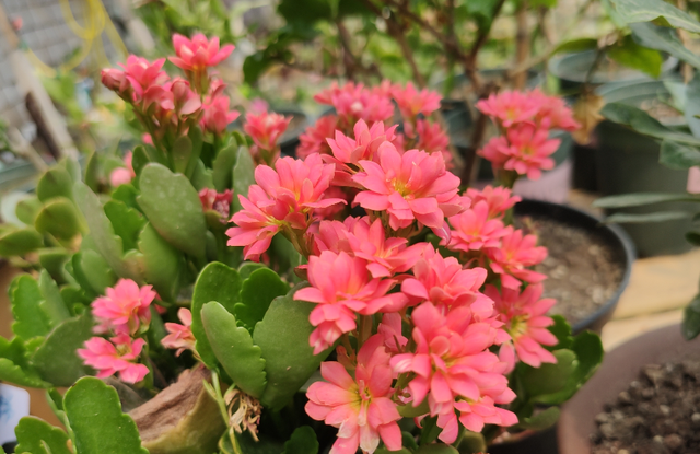 养了多年长寿花都不知道，原来它有“小开关”，可以让它随时开花休闲区蓝鸢梦想 - Www.slyday.coM