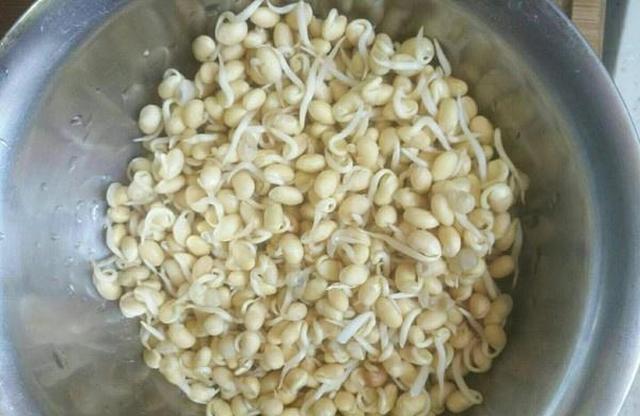 黄豆芽|年级|韭菜_新浪新闻