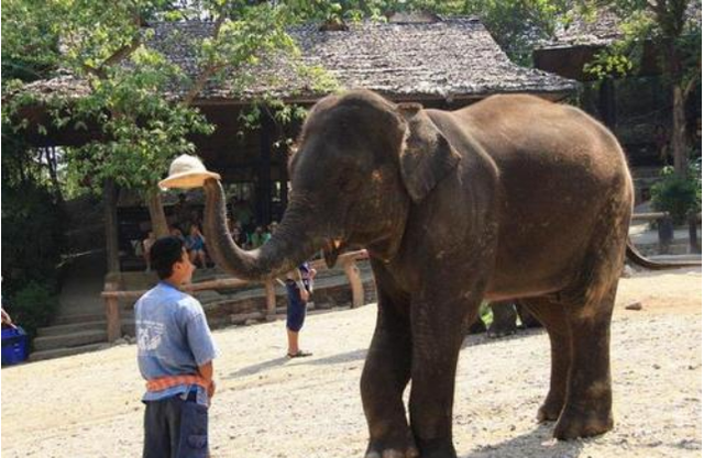 为什么说去泰国旅游，千万不要骑大象？看完整个人都不好了休闲区蓝鸢梦想 - Www.slyday.coM