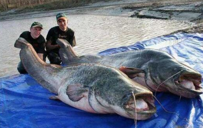 水库钓到89斤巨鲶,有人劝其放生,有人却说再长几年会成食人兽|鲶|鲶鱼