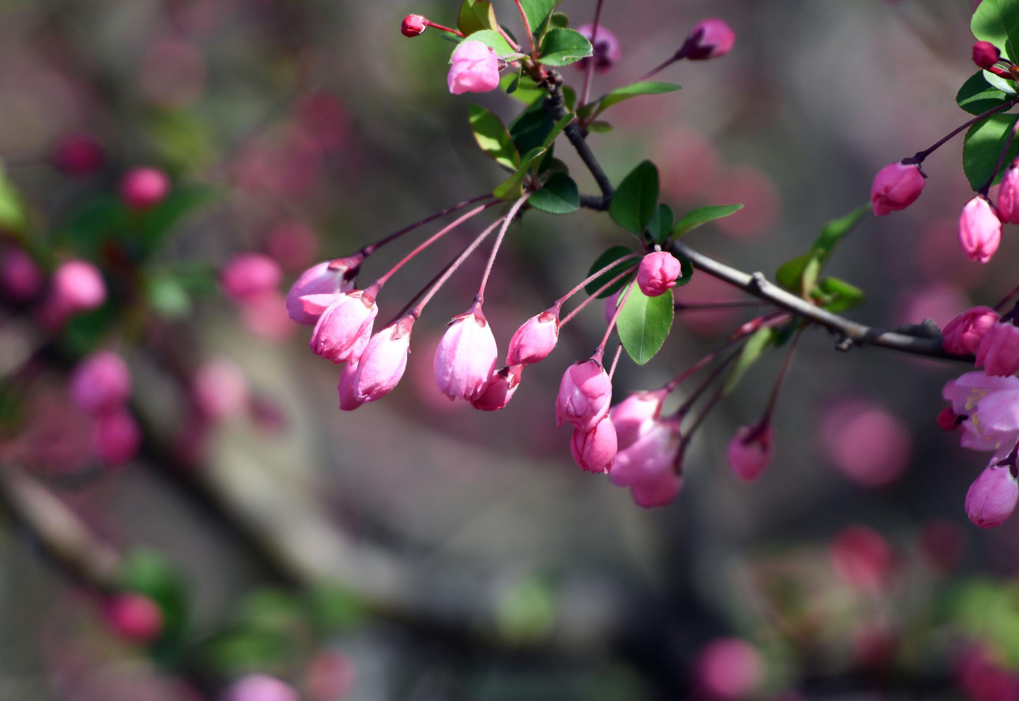 合肥:海棠花含苞待放,红红的花苞,美极了