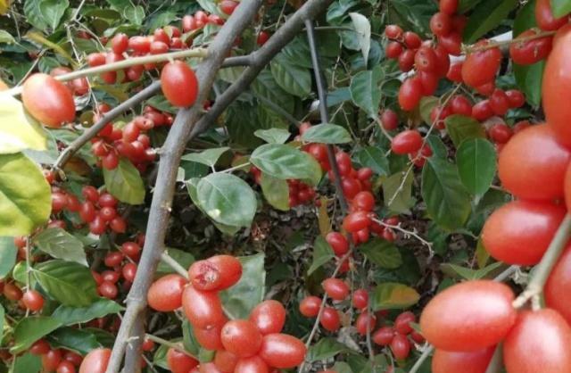 农村这种野果口味酸甜,小孩那它当零食,其实它止咳消积效果好