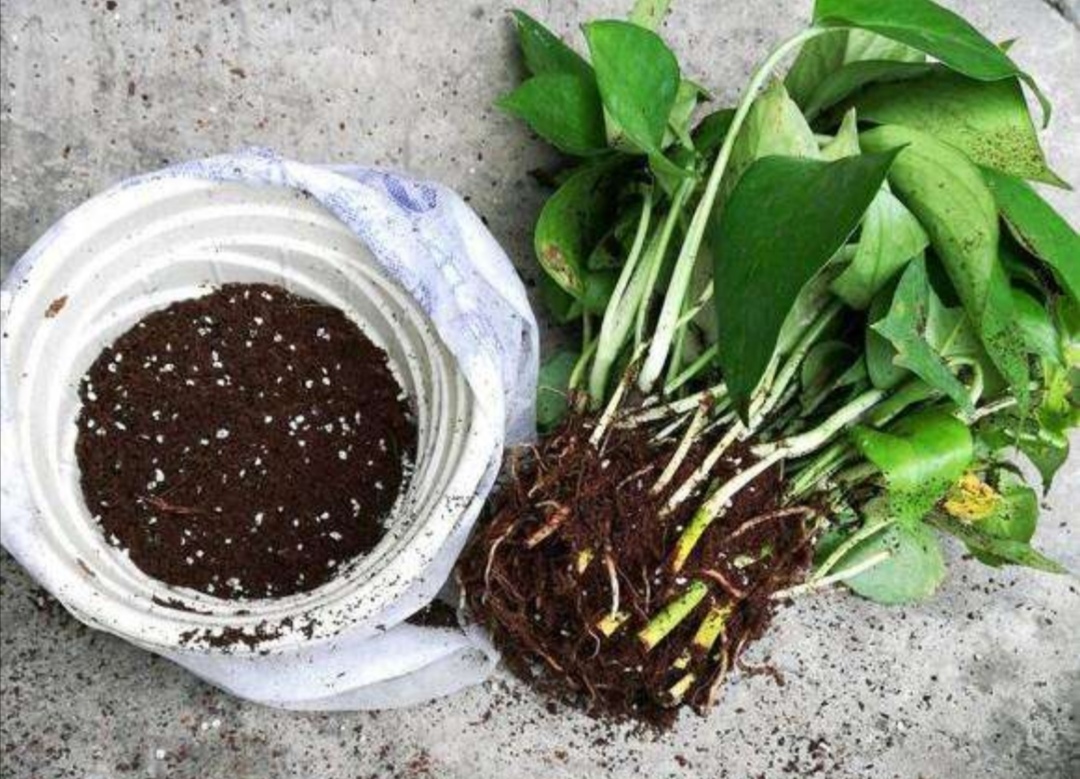 绿萝长不好盆土里掺点它养分充足长得枝繁叶茂