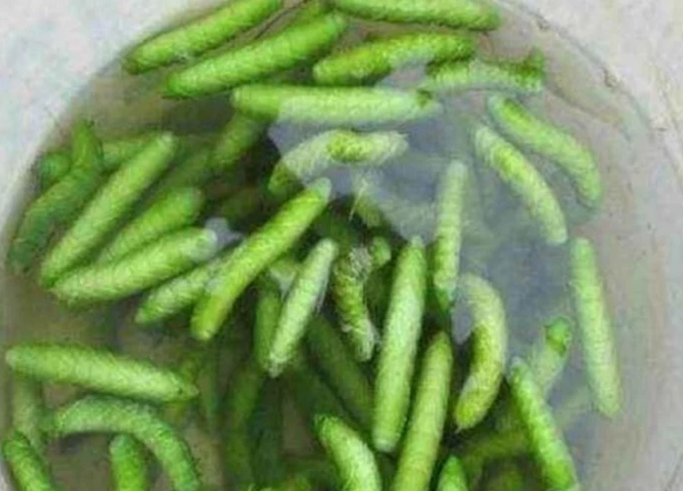 农村树上的虫子,以前人见人躲,如今是好东西|豆虫|虫子|蛋白质_新浪