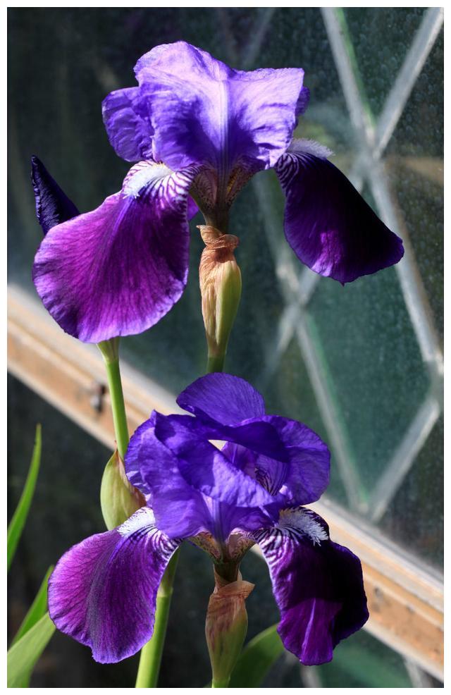 鸢尾 学名 Iris Tectorum Maxim 财经头条