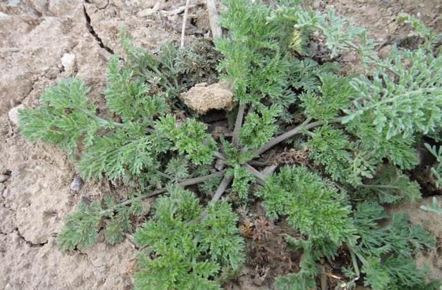 河边生的"野草",人称"臭蒿",叶子很像萝卜叶,功能作用多!