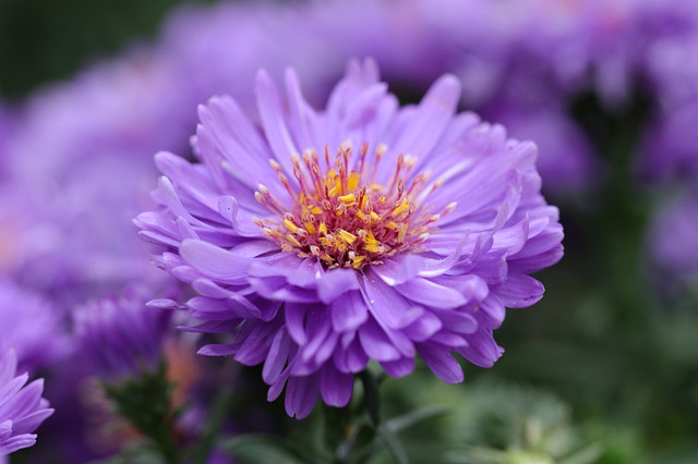 紫菀 花期长达6个月 庭院种几株 美翻一整年 翠菊 紫菀 花朵 新浪新闻 紫菀 花期长达6个月 庭院种几株 美翻一整年 翠菊 紫菀 花朵 新浪新闻