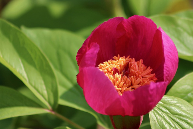哪里收芍药根 鹿茸菌高价回收是不是骗局