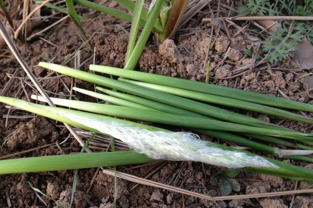 开春的时候就会去采摘,而且冬天经过火烧的茅草长出来的毛毛芽特别肥