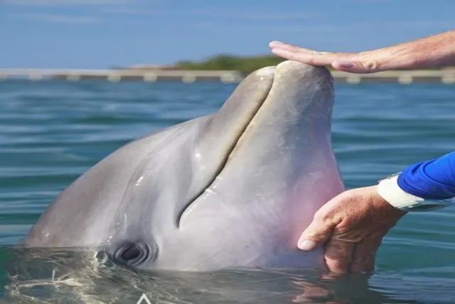 海豚蹭孕肚是纯天然"b超",暗示胎儿健康的信号,孕妈别担心