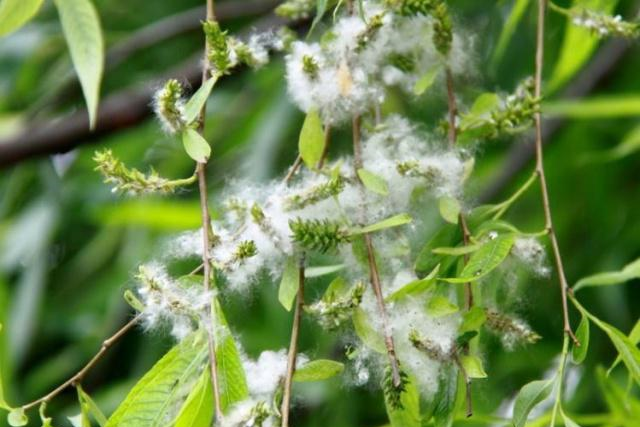 中唐李益精彩怀古唐诗28字写王朝兴衰用杨花比喻一个朝代