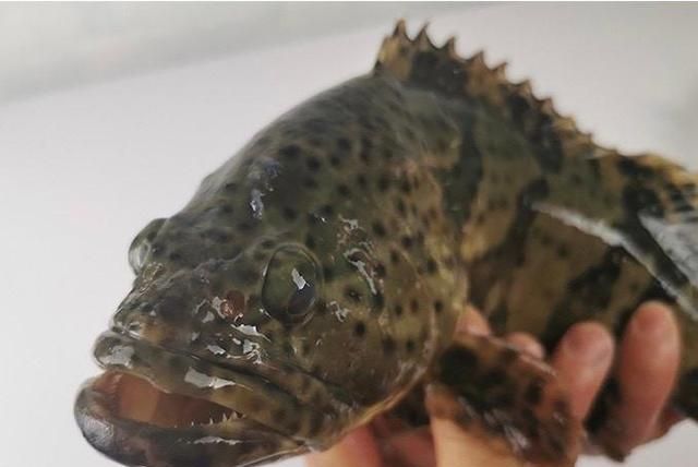 贵的野生石斑鱼一斤170元,清蒸吃选用个头小的还是个头大的?