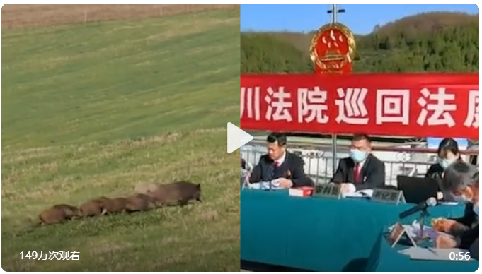 野猪糟蹋庄稼,夫妻猎杀8头野猪被判刑,农民损失该由谁补偿休闲区蓝鸢梦想 - Www.slyday.coM 野猪糟蹋庄稼,夫妻猎杀8头野猪被判刑,农民损失该由谁补偿休闲区蓝鸢梦想 - Www.slyday.coM