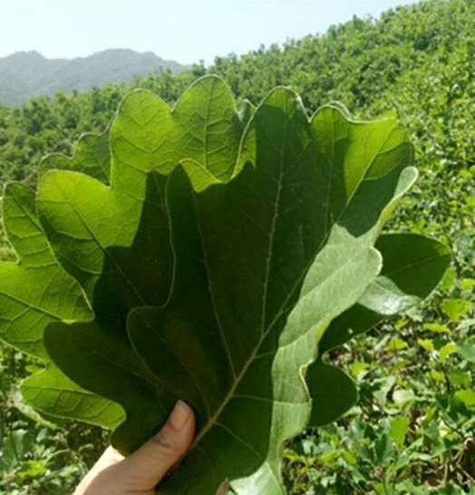 端午节,想起了老家的桲椤叶粽子