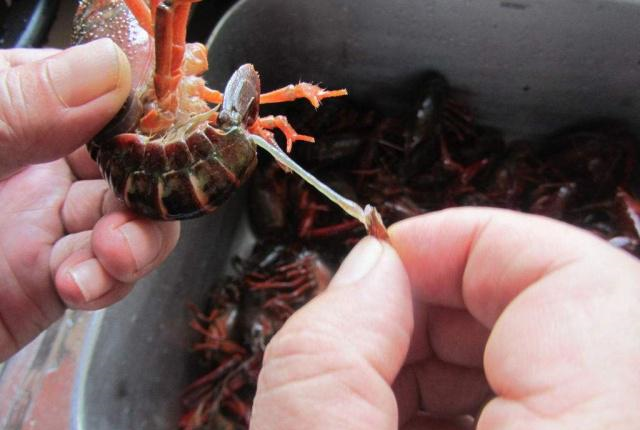 想吃龙虾不会做怎么办?我来教你做麻辣小龙虾,麻辣过瘾越吃越香休闲区蓝鸢梦想 - Www.slyday.coM 想吃龙虾不会做怎么办?我来教你做麻辣小龙虾,麻辣过瘾越吃越香休闲区蓝鸢梦想 - Www.slyday.coM