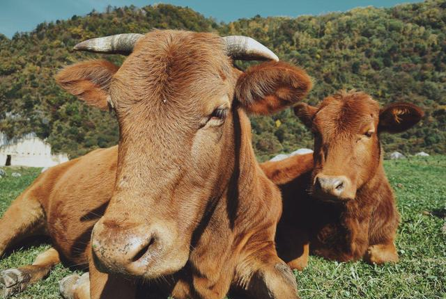 秦岭山中的世外桃源,像极了游戏中的场景,在这里做一天的放牛郎休闲区蓝鸢梦想 - Www.slyday.coM 秦岭山中的世外桃源,像极了游戏中的场景,在这里做一天的放牛郎休闲区蓝鸢梦想 - Www.slyday.coM