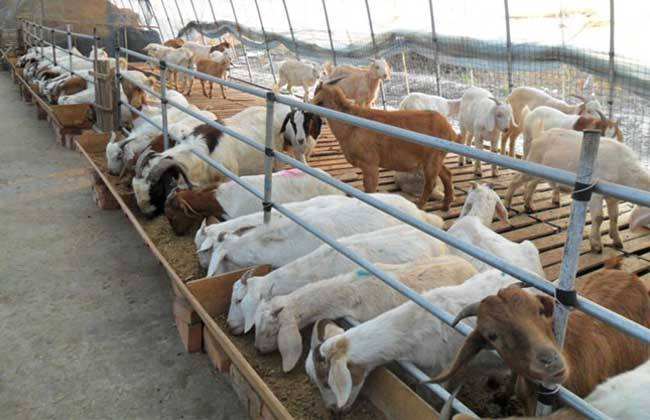 继菜价后，鱼蛋、羊肉一骑绝尘，市场一片红！为何猪价刚涨又跌？休闲区蓝鸢梦想 - Www.slyday.coM