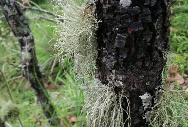 寄生在10年以上的大树上无污染的山区才有80元1斤市场少见