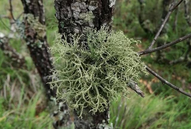 寄生在10年以上的大树上无污染的山区才有80元1斤市场少见