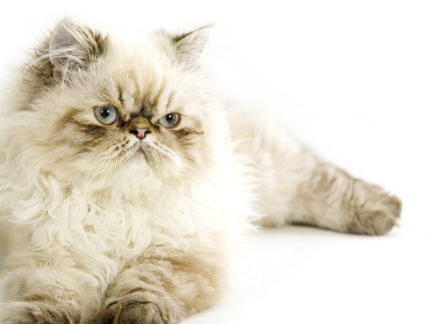 波斯猫的毛色很多,大致分为五大色系,近88种毛色!