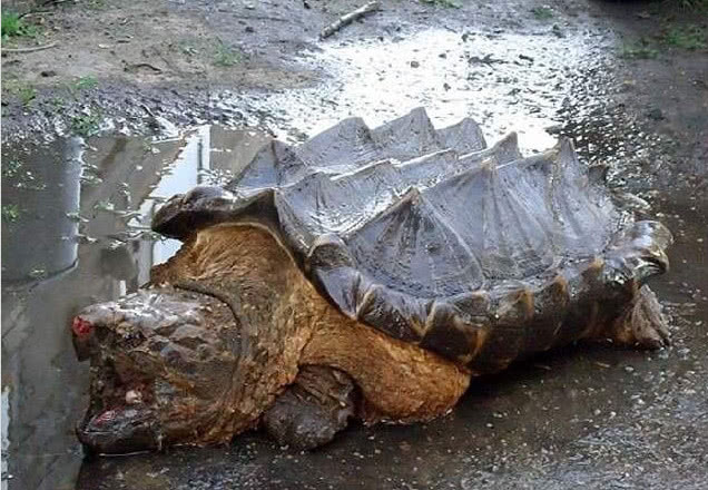 小伙捡到只百年大乌龟,估计能卖几千块,旁人却说还是拿回家炖汤