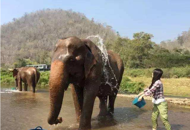 为什么说去泰国旅游，千万不要骑大象？看完整个人都不好了休闲区蓝鸢梦想 - Www.slyday.coM