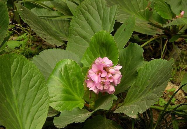 岩白菜|人参|叶片_新浪新闻