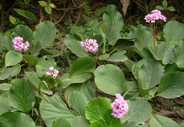 岩白菜|人参|叶片_新浪新闻