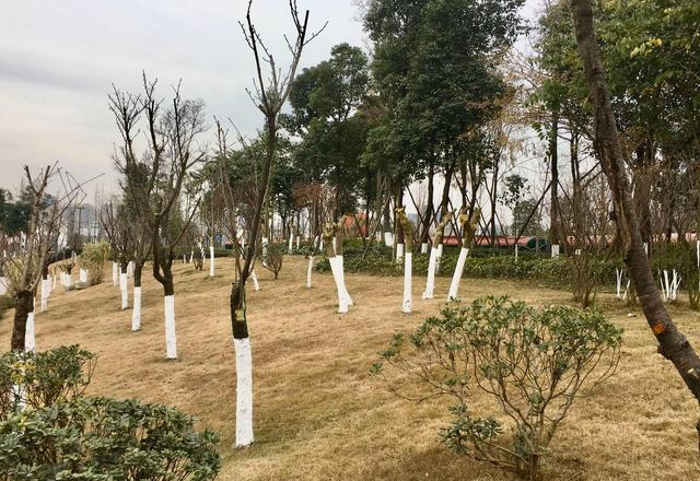 成都一个小众公园,有很多老旧绿皮火车,被赞最有"情怀"公园|公园|二