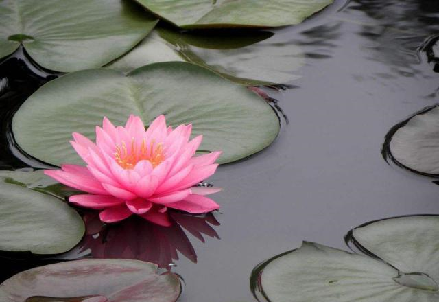 睡莲里的青苔对生长有影响吗？怎样去除？休闲区蓝鸢梦想 - Www.slyday.coM