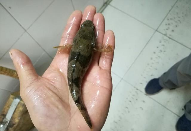 虽然脑袋很大,但是它的身子确实有一点小的,所以给人一种不协调呆呆的