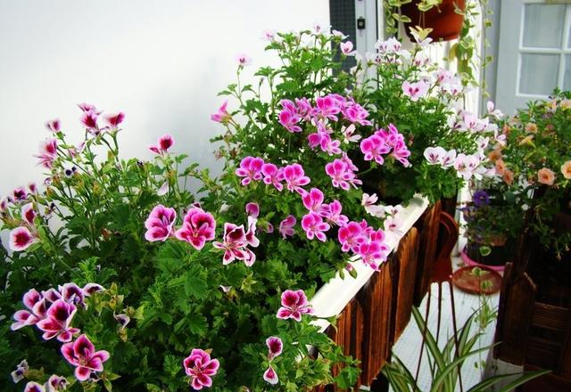 养花肥料别多买,3种就足够,轮流用1年,繁花似锦,养出小花园休闲区蓝鸢梦想 - Www.slyday.coM 养花肥料别多买,3种就足够,轮流用1年,繁花似锦,养出小花园休闲区蓝鸢梦想 - Www.slyday.coM