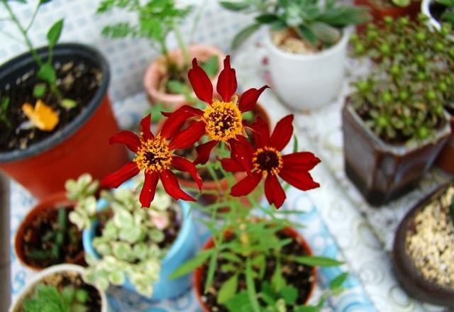 养花肥料别多买,3种就足够,轮流用1年,繁花似锦,养出小花园休闲区蓝鸢梦想 - Www.slyday.coM 养花肥料别多买,3种就足够,轮流用1年,繁花似锦,养出小花园休闲区蓝鸢梦想 - Www.slyday.coM