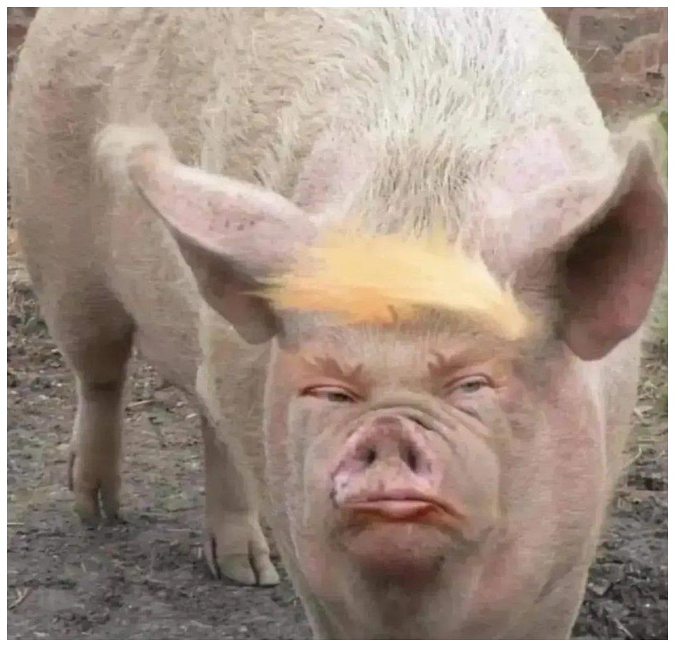 谁家养的猪,看面相,有点面熟…[我想静静]…|面相|建国|同志_新浪新闻