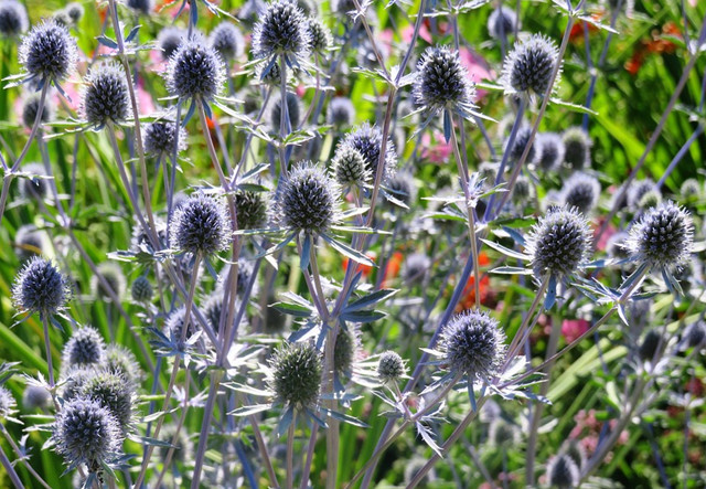刺芹一种独特的冷调散发不凡的高雅气质价格不菲