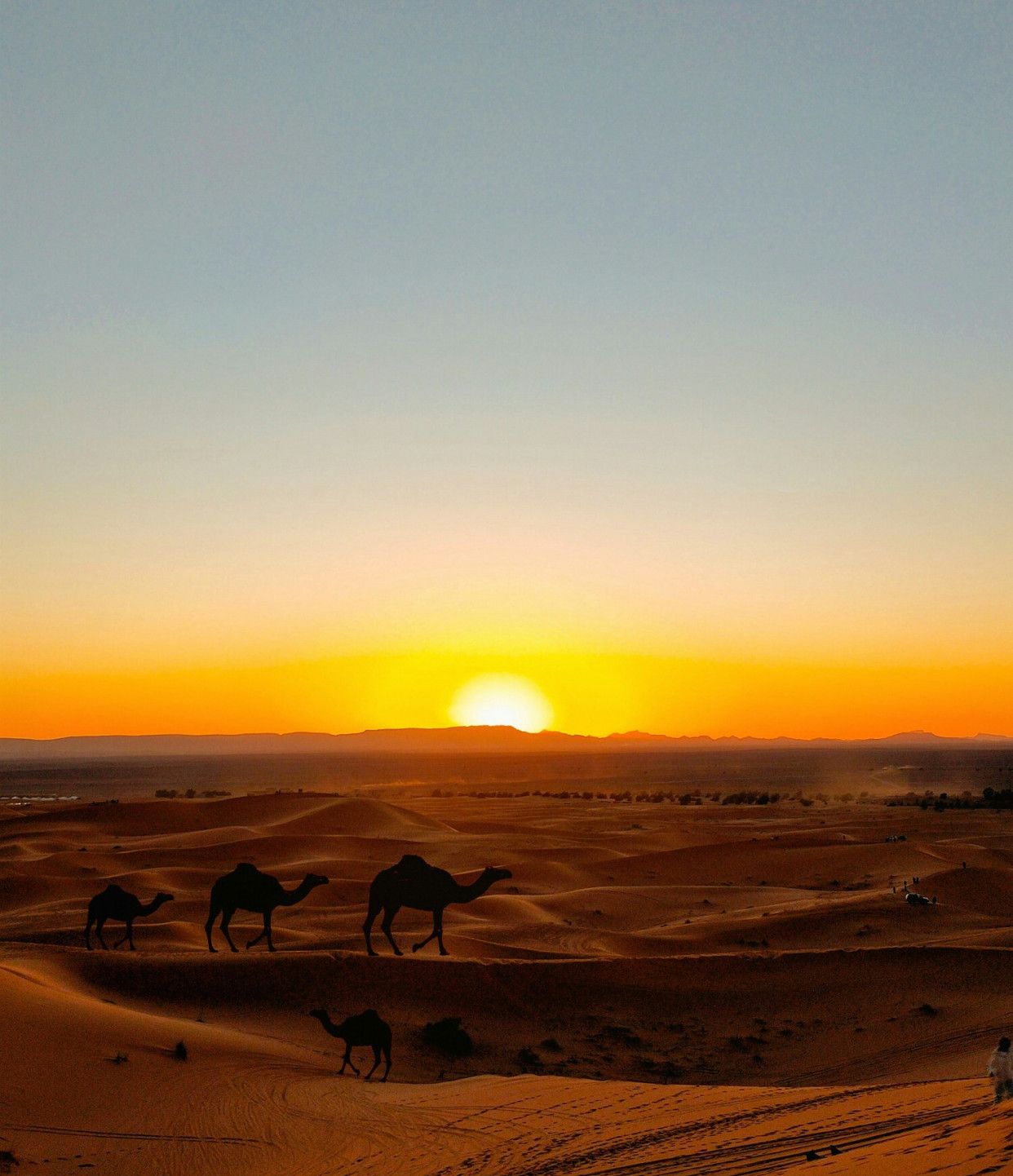撒哈拉日出笼罩下的沙漠骆驼_高清图集_新浪网