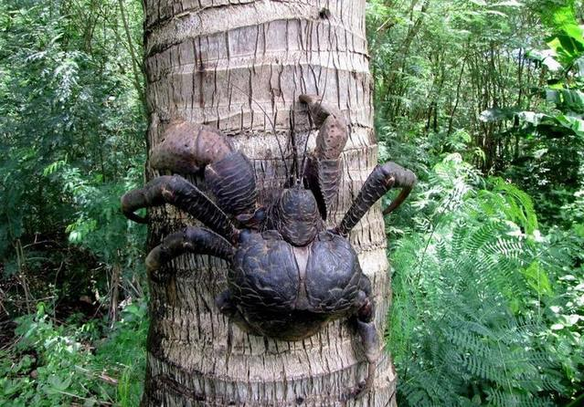 男子野外挖地瓜发现一庞然大物吓了一大跳看起来很美味的样子