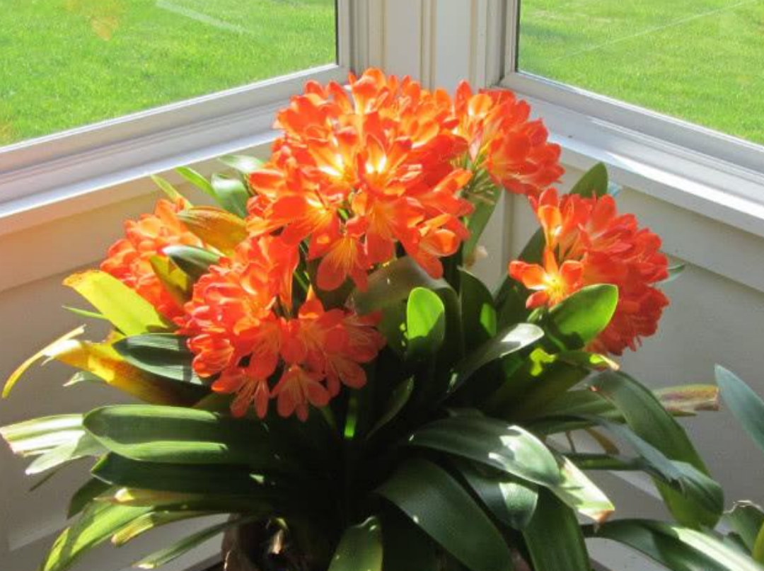 被遗忘的君子兰叶子长得随心所欲砍一下摇身变群兰