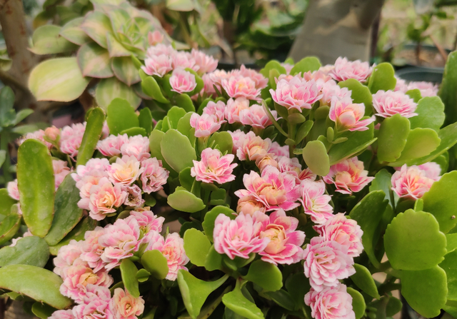 养了多年长寿花都不知道，原来它有“小开关”，可以让它随时开花休闲区蓝鸢梦想 - Www.slyday.coM