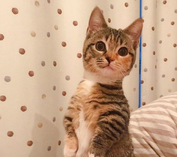 别人家的狸花猫咪 竟然喜欢站起来 真令人羡慕 猫咪 狸 猫 新浪新闻