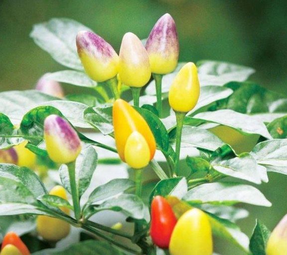 盆栽五彩椒开花期间,可以施肥吗?