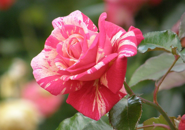 颜值逆天莫奈月季来自法国,花色是由深粉色,金黄色,淡黄色甚至是奶