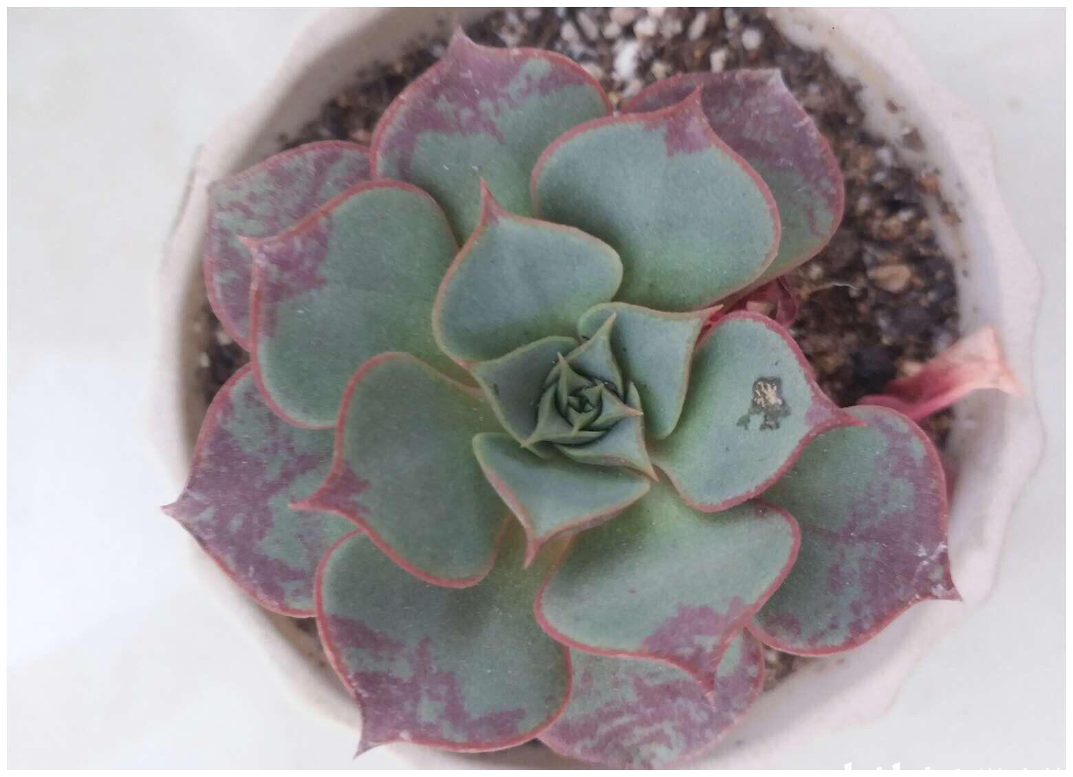 第7种多肉植物记录 阿兹塔罗西玛 拟石莲花属 新浪新闻