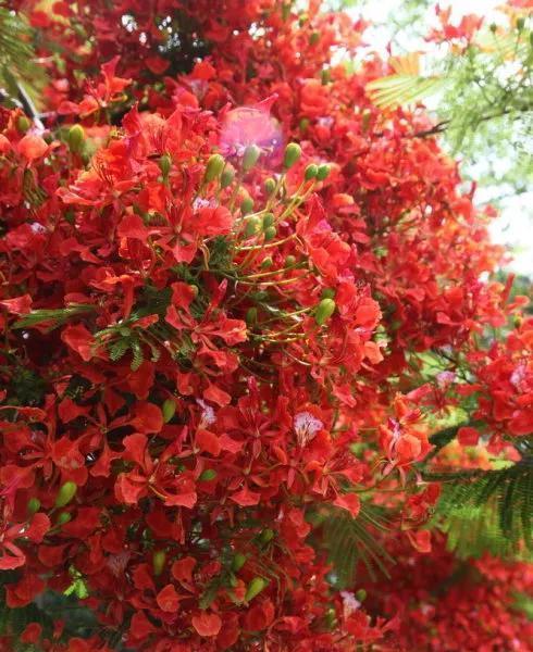 世界名树凤凰树