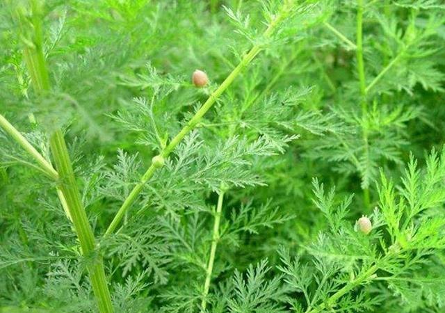 河边生的"野草",人称"臭蒿",叶子很像萝卜叶,功能作用多!