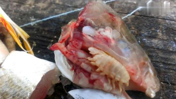 男子贪便宜买了条死鱼清理鱼头时却发现这种可怕的家伙