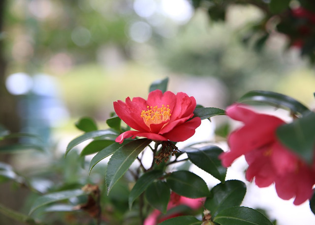 为什么茶花又叫"断头花"?能家养吗?